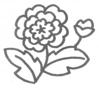 牡丹花简笔画图片教程