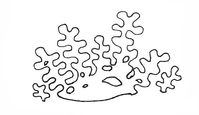 珊瑚简笔画
