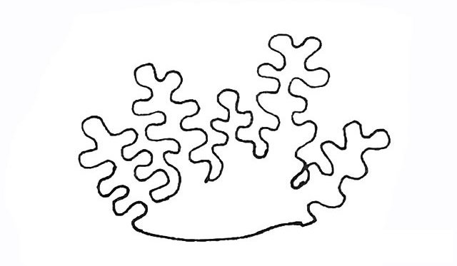 珊瑚简笔画