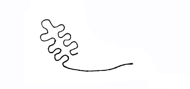 珊瑚简笔画