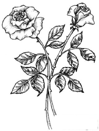 简笔画一枝玫瑰花的具体画法步骤图片教程