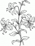 漂亮的花朵简笔画