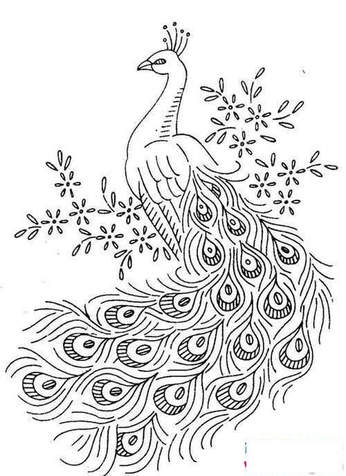 漂亮羽毛的孔雀简笔画