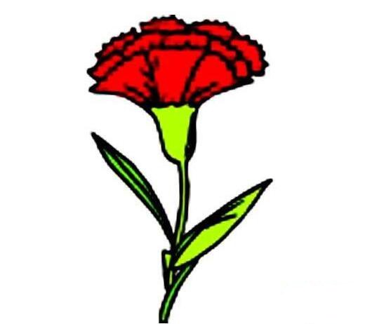 康乃馨怎么画，带颜色的康乃馨简笔画