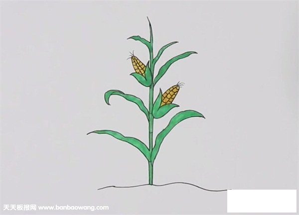 一棵玉米简笔画