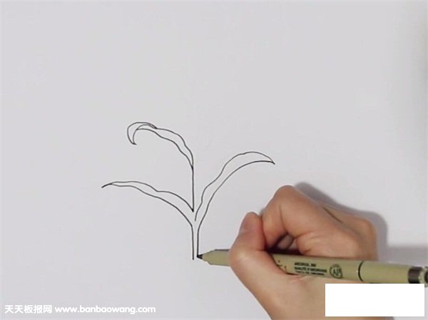 一棵玉米简笔画