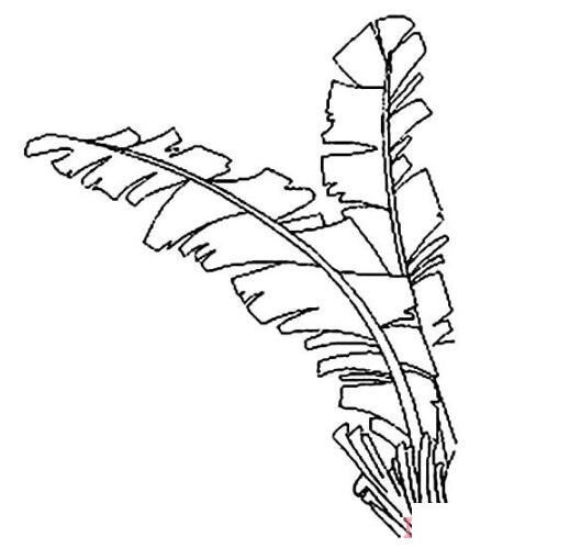 怎么画一颗芭蕉树简笔画图片简单手绘