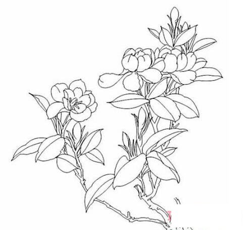  栀子花怎么画简笔画教程涂色淡雅美丽