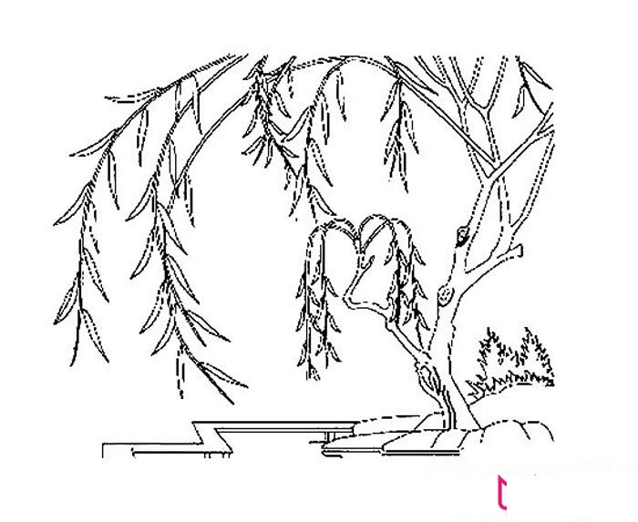 垂柳简笔画