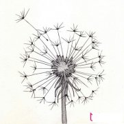 蒲公英简笔画，手抄报插画