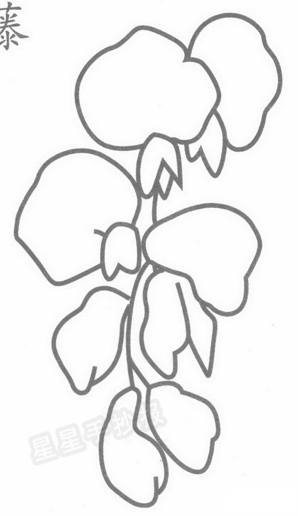 紫藤花简笔画