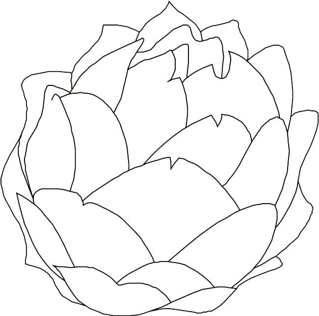 卷心菜蔬菜简笔画步骤图片大全