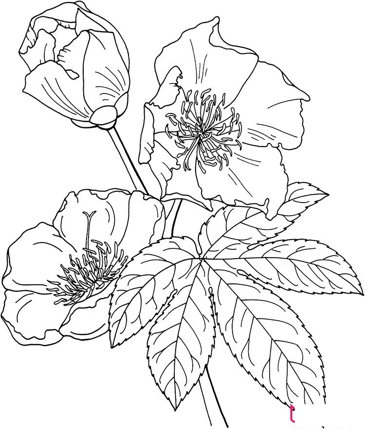 迎春花简笔画教程图片