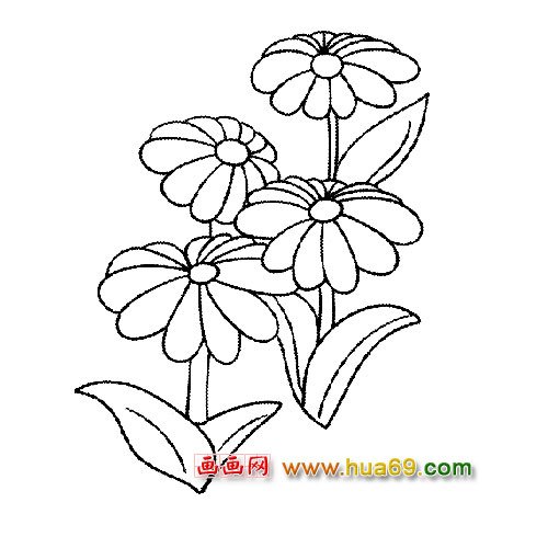 四朵菊花简笔画