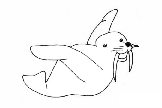海象简笔画图片
