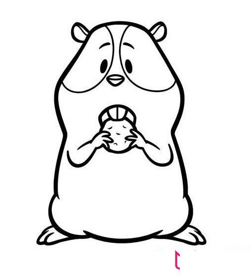 好看的动物简笔画大全，卡通豚鼠简笔画