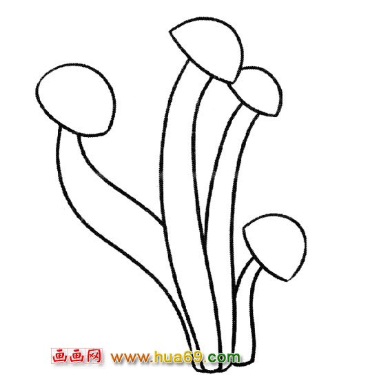 植物简笔画：金针菇2