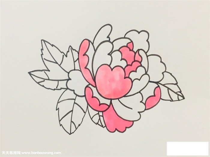 一笔一笔的教画牡丹花