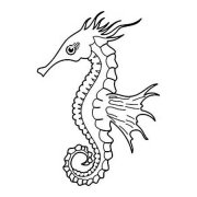 海马简笔画图片大全