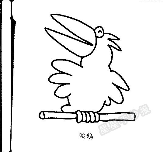 鹦鹉简笔画