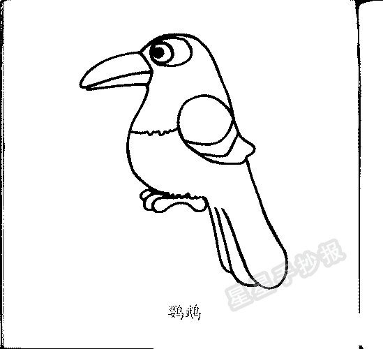 鹦鹉简笔画