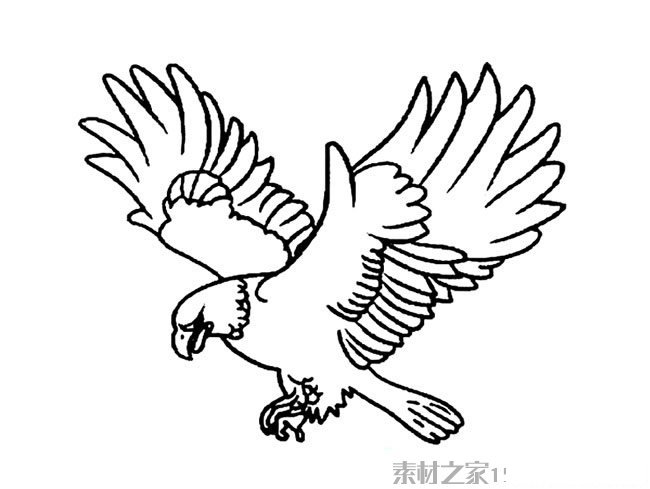 老鹰飞翔简笔画
