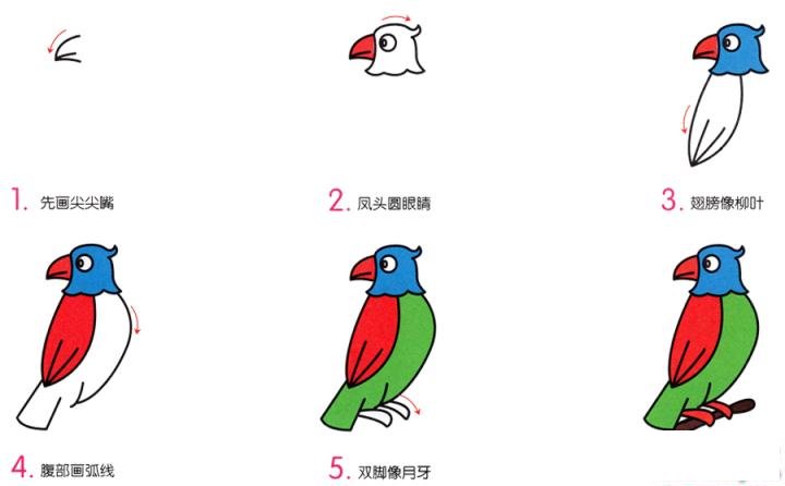 简笔画小鹦鹉的具体步骤图示