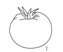 西红柿简笔画,番茄简笔画