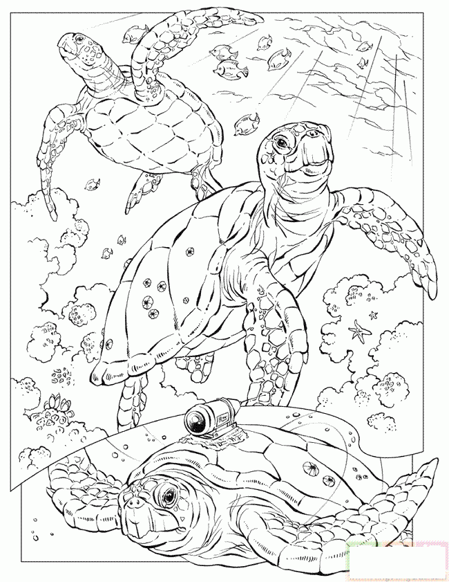 水中游泳的乌龟简笔画