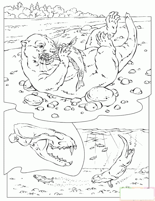 正在吃鱼的海豹简笔画