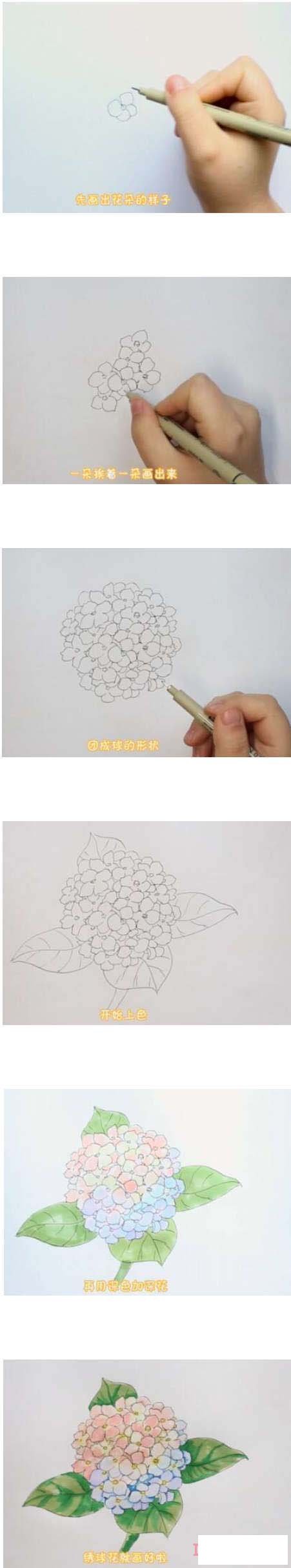 漂亮绣球花简笔画画法步骤教程涂颜色
