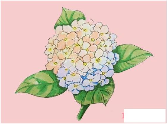 漂亮绣球花简笔画画法步骤教程涂颜色