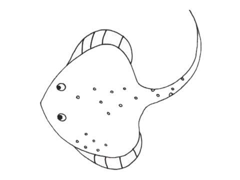 鳐鱼简笔画图片