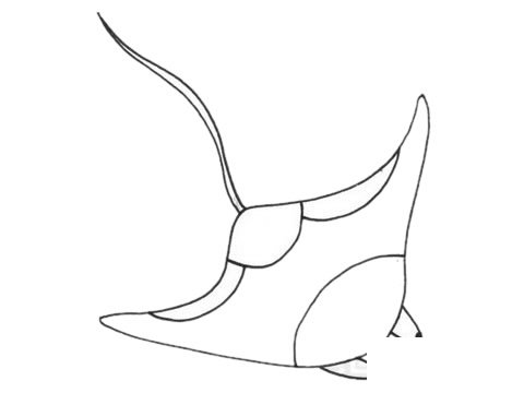 鳐鱼简笔画图片