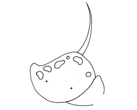 鳐鱼简笔画图片