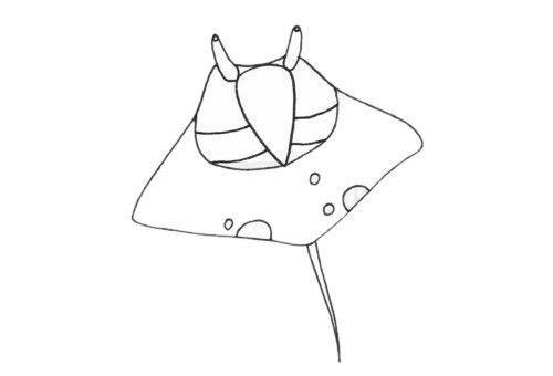 鳐鱼简笔画图片