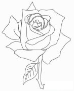 月季花