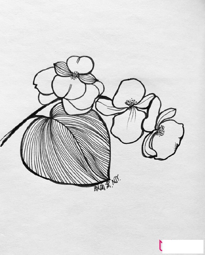 漂亮的植物简笔画大全，春有百花