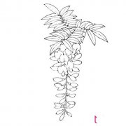 紫藤花简笔画图片