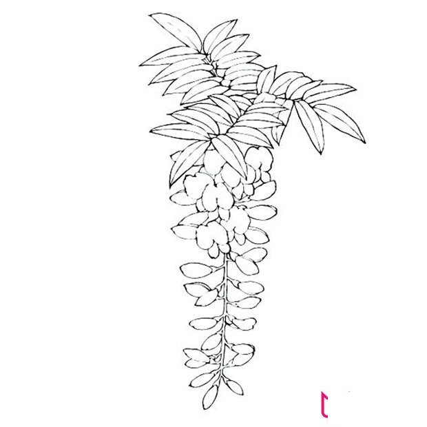 紫藤花简笔画图片