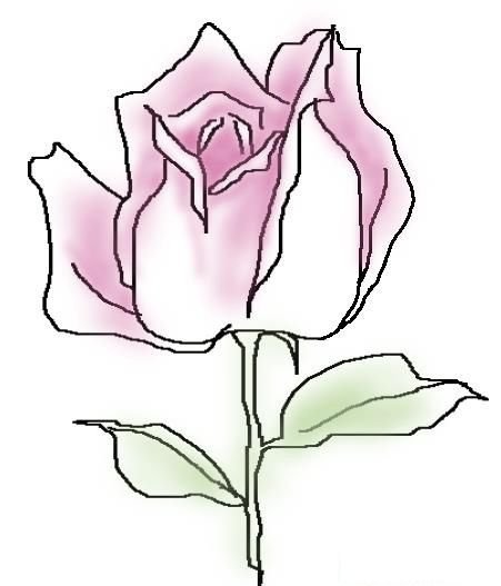 花蒂的结构与画法
