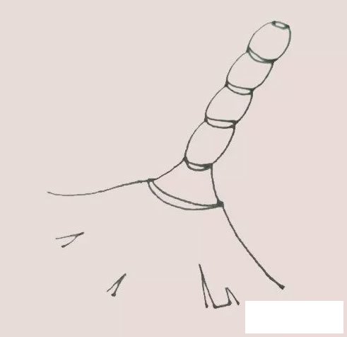 扫把简笔画