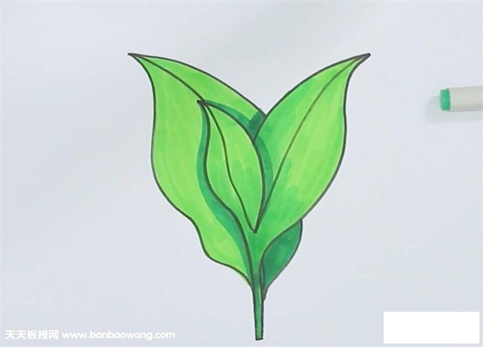 茶叶的画法