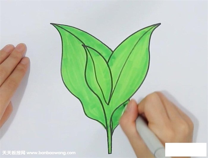 茶叶的画法