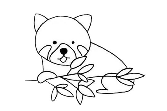 小熊猫简笔画图片