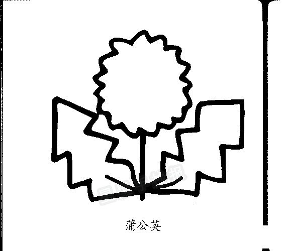 蒲公英简笔画