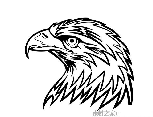 老鹰头像简笔画图片