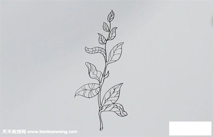茶树简笔画