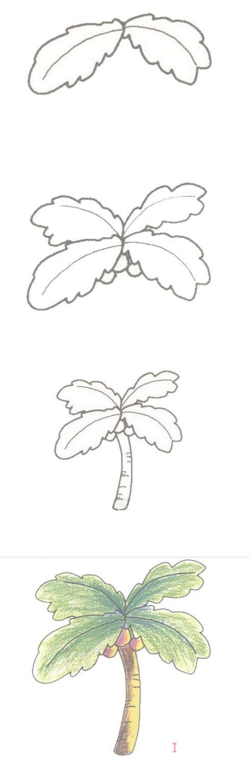 手绘椰子树简笔画画法步骤教程涂颜色