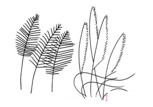 芦苇怎么画好看 芦苇简笔画图片